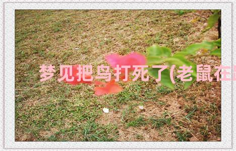 梦见把鸟打死了(老鼠在跑)