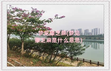 梦见撒芝麻(梦见撒芝麻是什么意思)