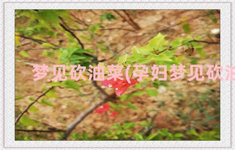 梦见砍油菜(孕妇梦见砍油菜)