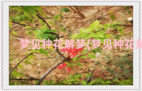 梦见种花解梦(梦见种花解梦)